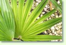 Zum vergrößern klicken Trachycarpus latisectus - Windamerpalme
