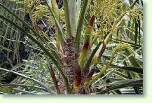 Zum vergrößern klicken Trachycarpus martianus - Hanfpalme