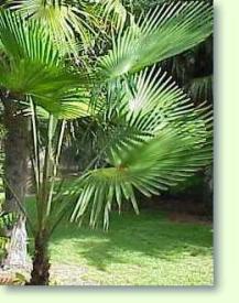 Zum vergrößern klicken Trachycarpus martianus - Hanfpalme