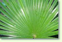 Zum vergrößern klicken Trachycarpus martianus - Hanfpalme