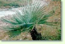 Zum vergrößern klicken Trachycarpus nanus - Yunnan Zwergpalme