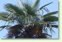 Trachycarpus takil