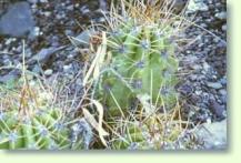 Trichocereus candicans