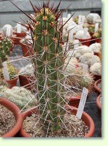 Trichocereus fulvilanus