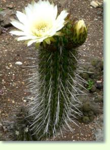 Trichocereus chiloensis