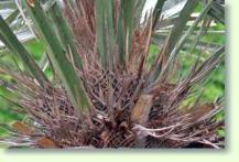 Zum vergrößern klicken Trithrinax campestris - Nadelpalme