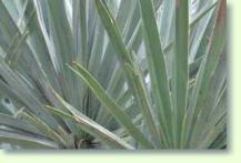 Zum vergrößern klicken Trithrinax campestris