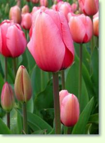 Tulipa