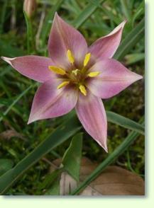 Tulipa aucheriana
