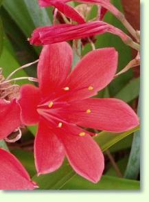 Vallota speciosa