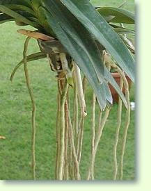 vanda