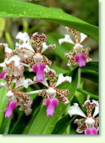 Vanda tricolor var suavis