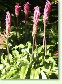 Waldlilie Veltheimia bracteata