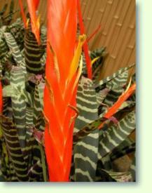 Vriesea splendens