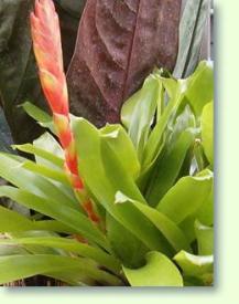 Vriesea duvaliana