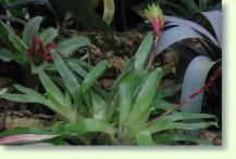 Vriesea carinata