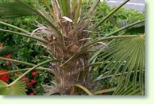 Zum vergrößern klicken Wagners Hanfpalme