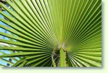 Washingtonia filifera - Washington Palme