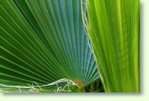 Washingtonia robusta - Washington Palme