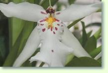 Degamoara White Fairy Bl�te