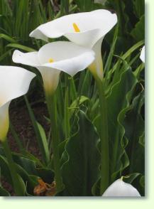 Zimmerkalla Zantedeschia