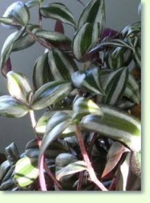 Zebrakraut Zebrina
