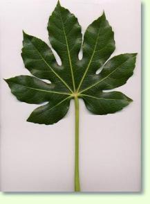 Zimmeraralie Fatsia japonica