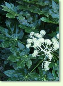 Zimmeraralie Fatsia japonica
