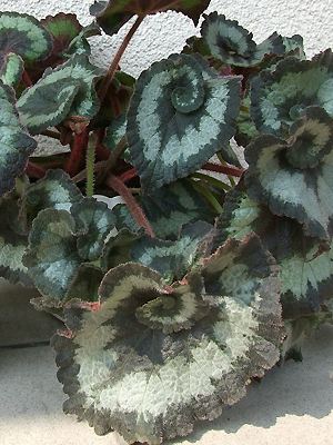 Begonia Rex-Hybriden 