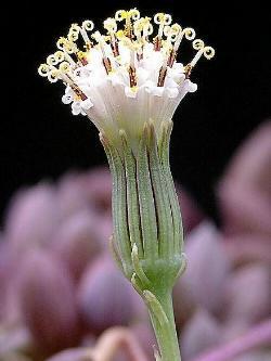 Blüte einer Senecio herreianus