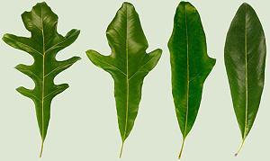 Stenocarpus Blattformen