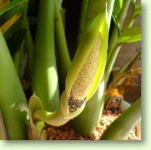 Zamioculcas zamiifolia