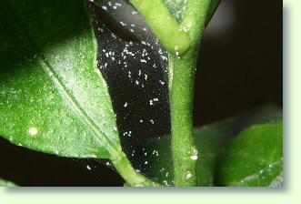 Zimerpflanzen mit Spinnmilben