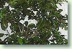 Ficus-buxifolia