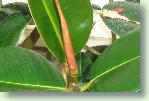 Der Gummibaum, eine beliebte Zimmerpflanze