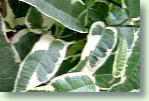 Ficus sagittata / radicans