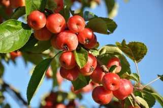 Äpfel aus dem eigenen Garten