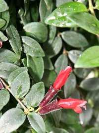 Aeschynanthus