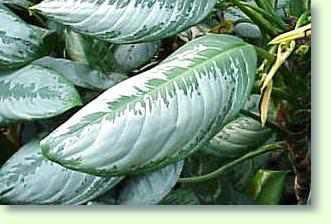 aglaonema