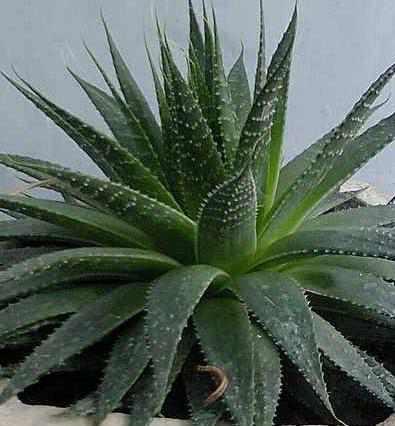 Aloe Pflege Als Zimmerpflanze Pflanzenfreunde Com