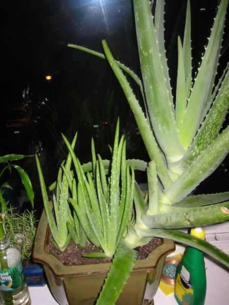 Aloe Pflege Als Zimmerpflanze Pflanzenfreunde Com