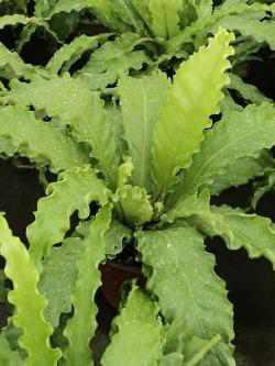 Asplenium antiquum ‘Osaka‘, Gewellter Nestfarn