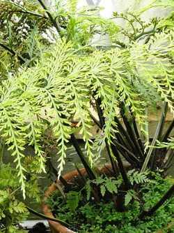 Asplenium bulbiferum, Streifenfarn