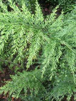 Asplenium daucifolium, Brutfarn