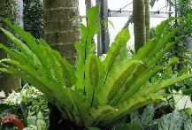 Zum vergrößern klicken Asplenium nidus