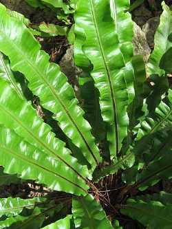 Asplenium scolopendrium, Hirschzunge