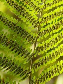 Asplenium, Streifenfarn