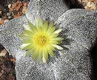 Astrophytum myriostigma