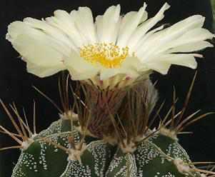 Astrophytum