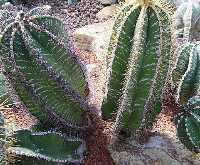 Astrophytum ornatum